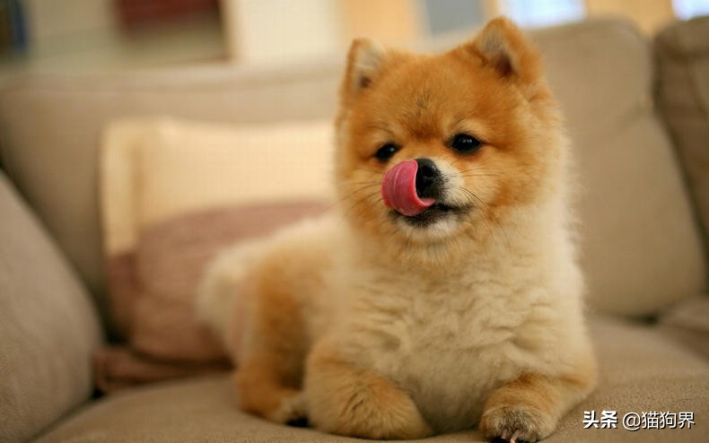 鐙楃嫍鏄ュ鐨偆鐥呭ぇ浣滄垬,鐙楃嫍鐨偆鐥呭ぇ浣滄垬