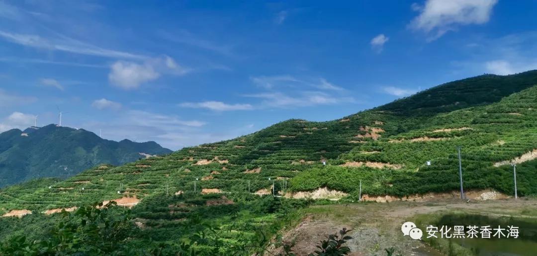 棣欐湪娴疯尪涓氭棗鑸板簵,棣欐湪娴疯尪鍙舵棗鑸板簵