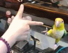 主人在背后吓唬狗子,主人在后面吓狗狗