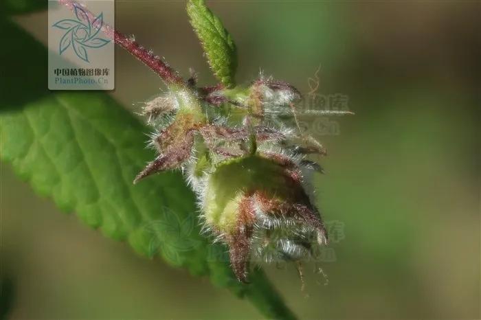 葎草小偏方,一日一草的作用