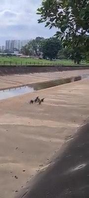 新加坡打架最惨烈的一次,新加坡出租车司机种族冲突