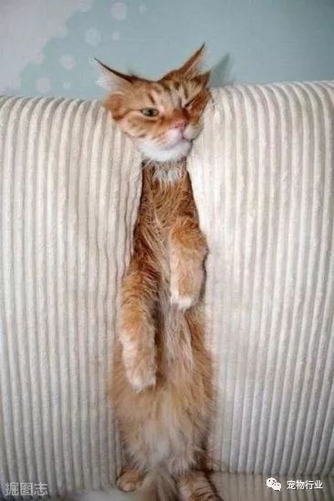 猫中枢神经受损恢复的10个征兆,猫神经受损怎么引起的呢怎么治疗