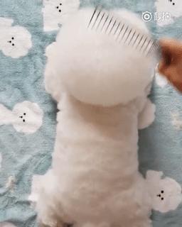 什么样才算纯种狗？纯种狗是怎么培育出来的？