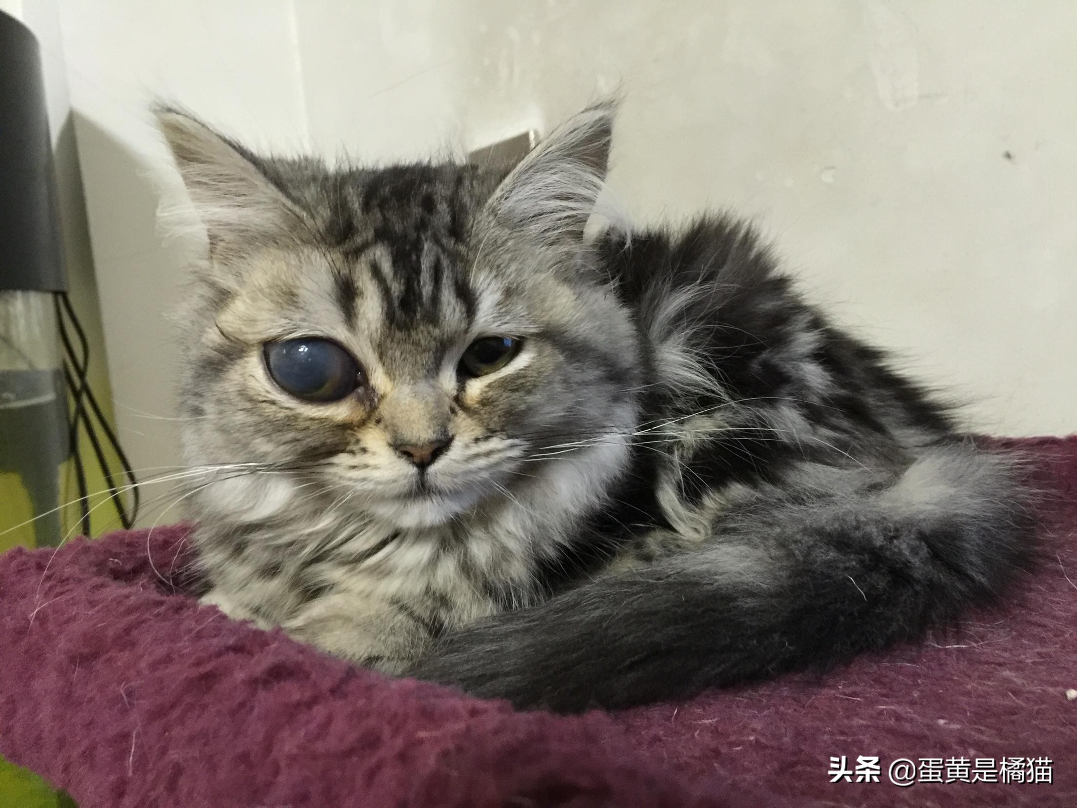 猫咪眼睛发炎的症状用什么眼药水,猫咪眼睛疾病的症状
