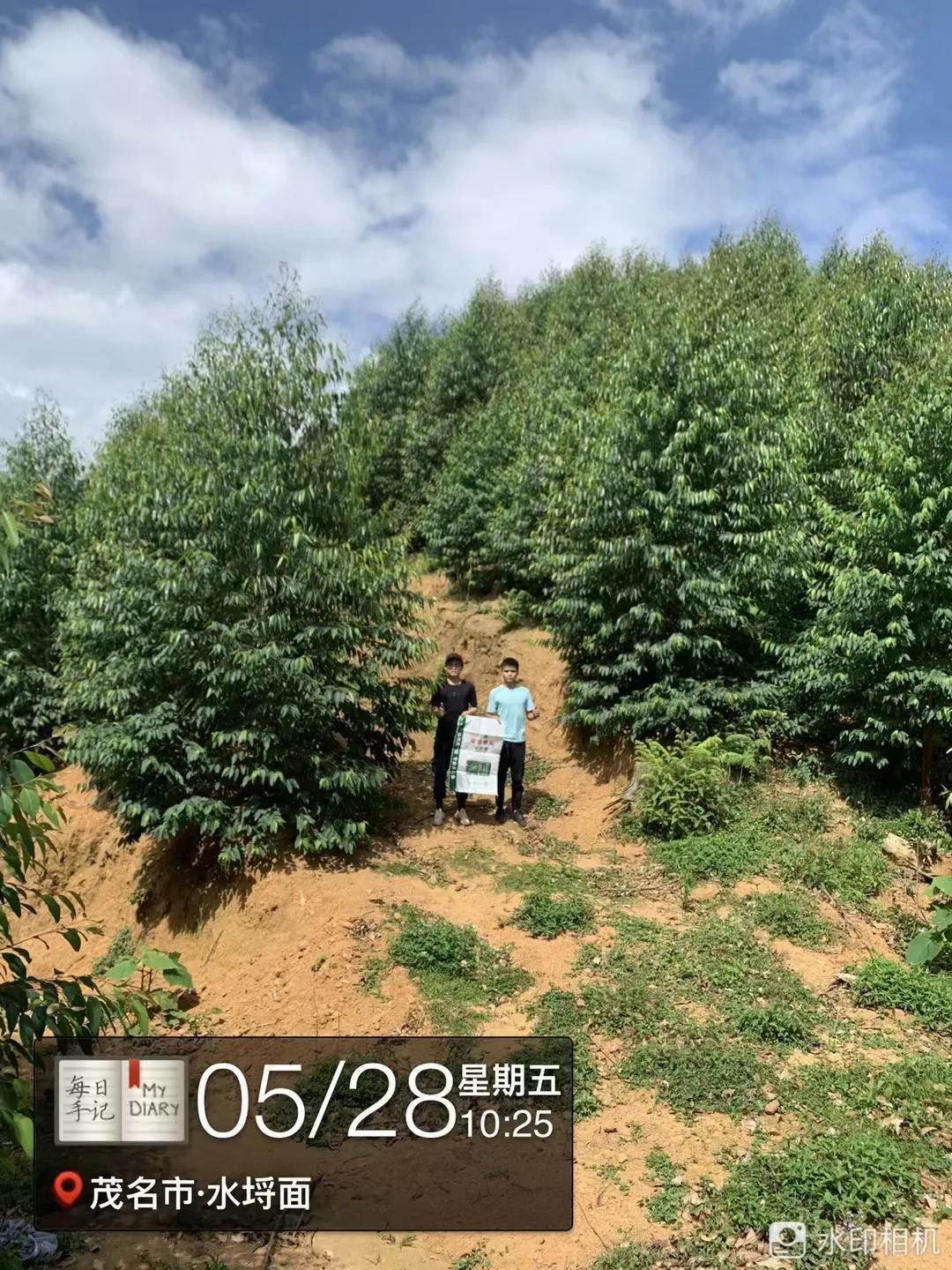 看看桂花树是什么样,最漂亮的桉树