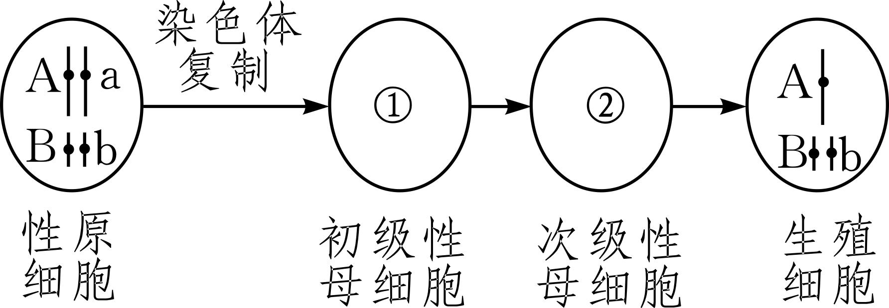 生物期中考选择题必考知识点,2017年生物期中考试题
