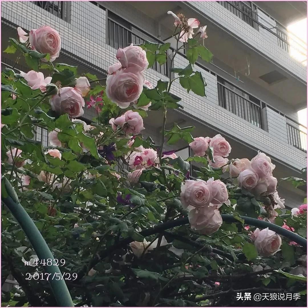 种一株玫瑰,种一株玫瑰间隔多远