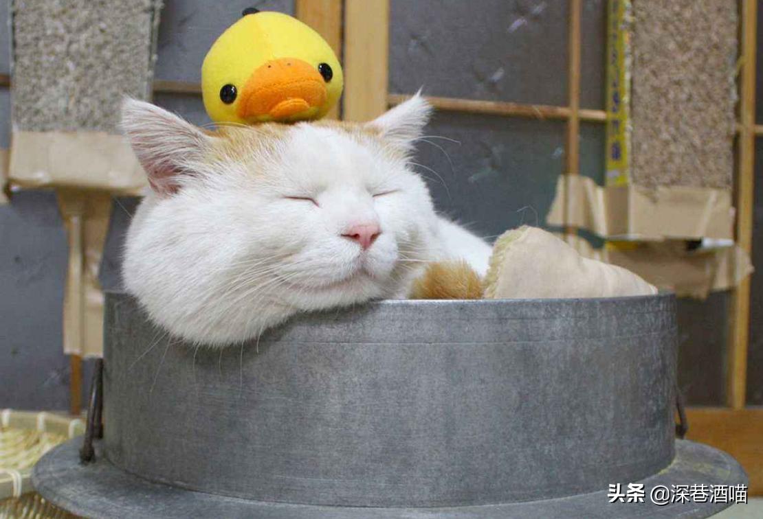 想要猫咪干净,想要猫咪毛色好怎么办