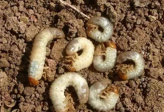 地下害虫的防治方法有哪些,地下害虫怎么防治视频