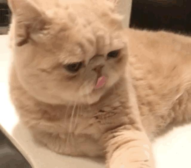 最懂事的猫,猫懂事