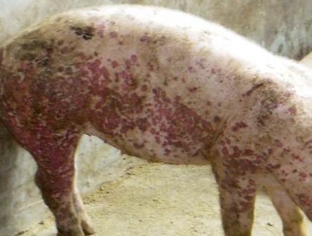 猪癞皮治疗方法,仔猪癞皮病的治疗方法