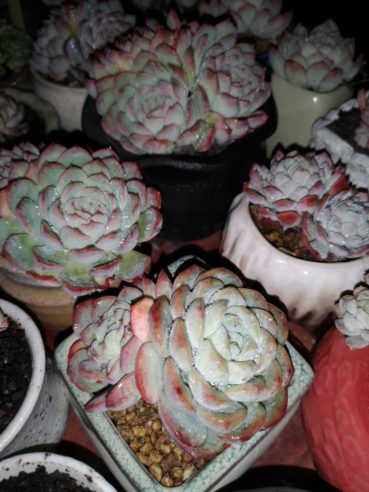 误打误撞的多肉情缘,带我走进多肉小世界!