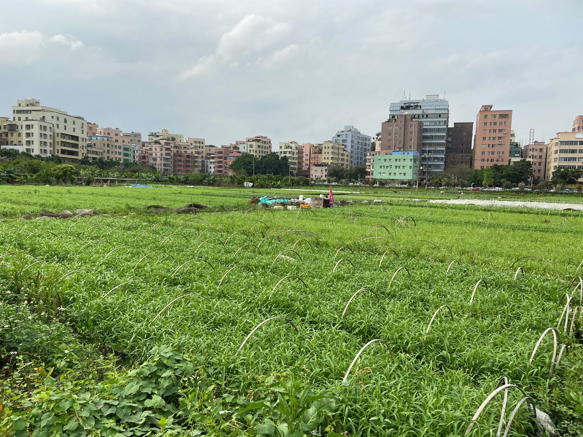 白云红星改造,白云区开展专项整治行动