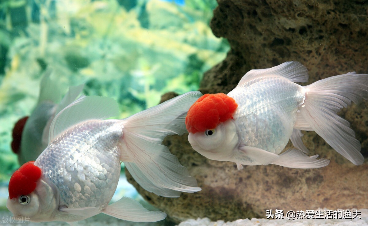 金鱼体表出血粘液过多不进食,金鱼出血最快治疗方法