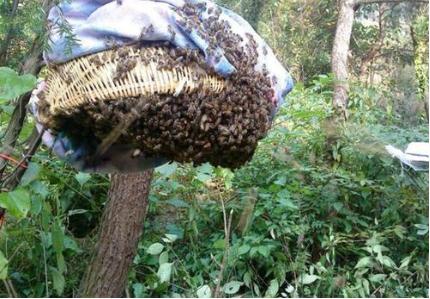 土养中蜂人工分蜂方法技巧视频,桶养中蜂原地分蜂最好的方法