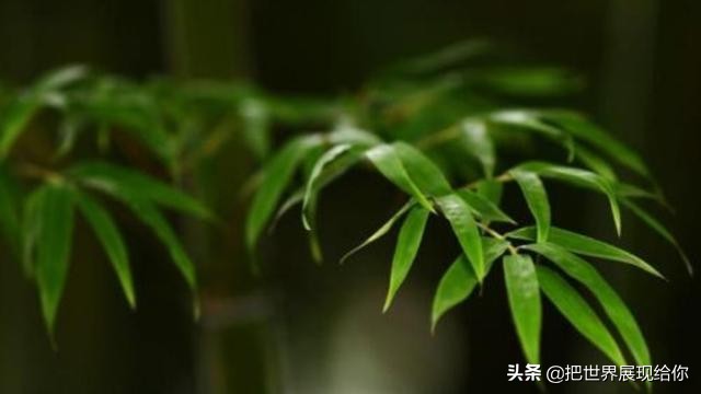 凤尾竹的来历和由来,凤尾竹的传说