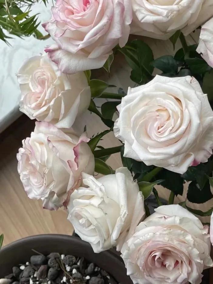 花卉市场晚上营业,今天的花卉市场