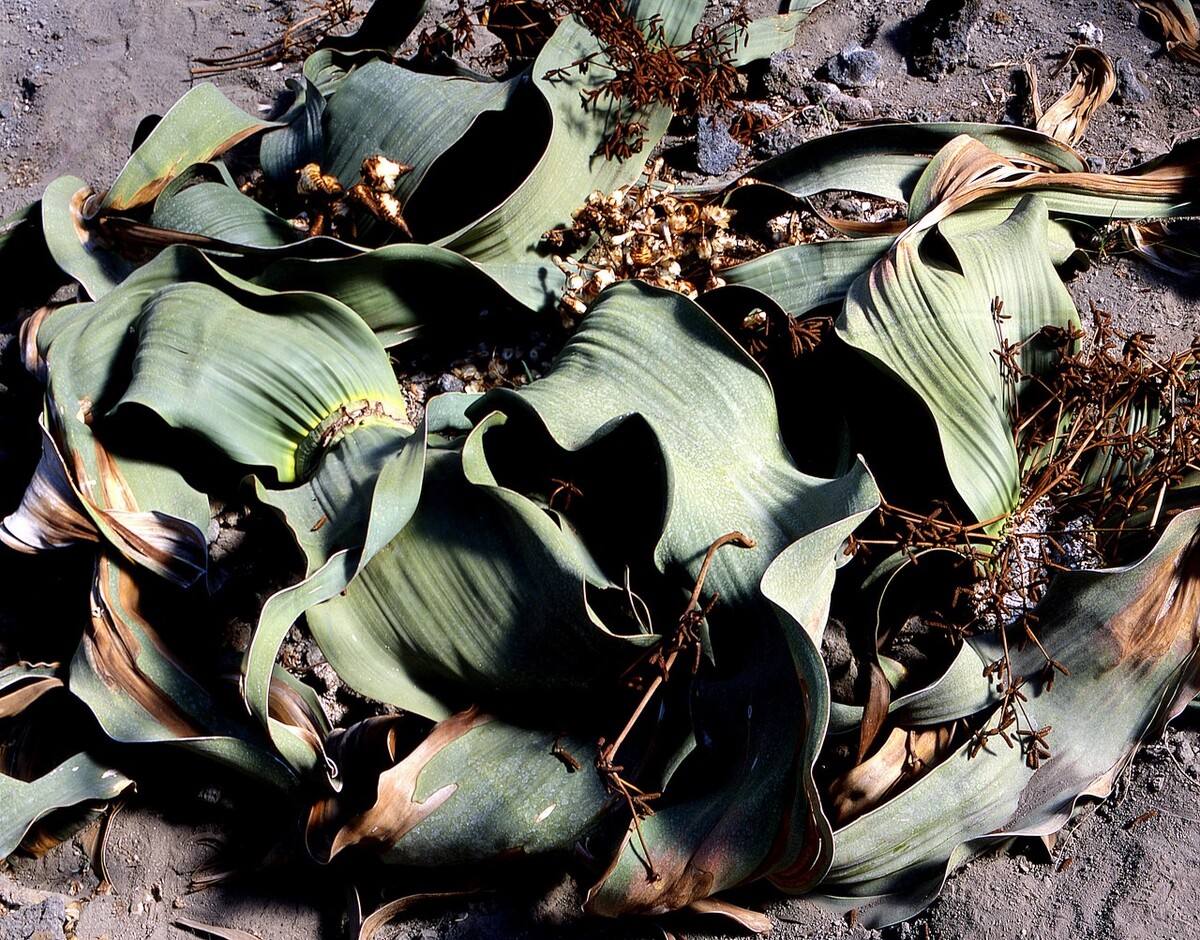 自然界嘴巴奇特的十种动物,十种奇特的自然界植物图片