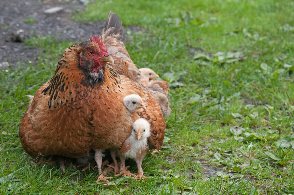土鸡快速抱窝最好的方法,自家养的鸡怎样能抱窝