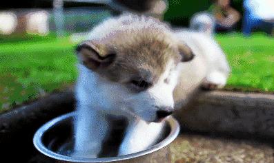 狗狗尿液里有小血块,狗狗尿液很粘怎么回事