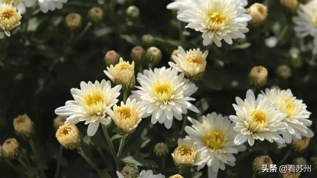 一入秋苏州怎就美成了姑苏,一入秋南京就成了金陵