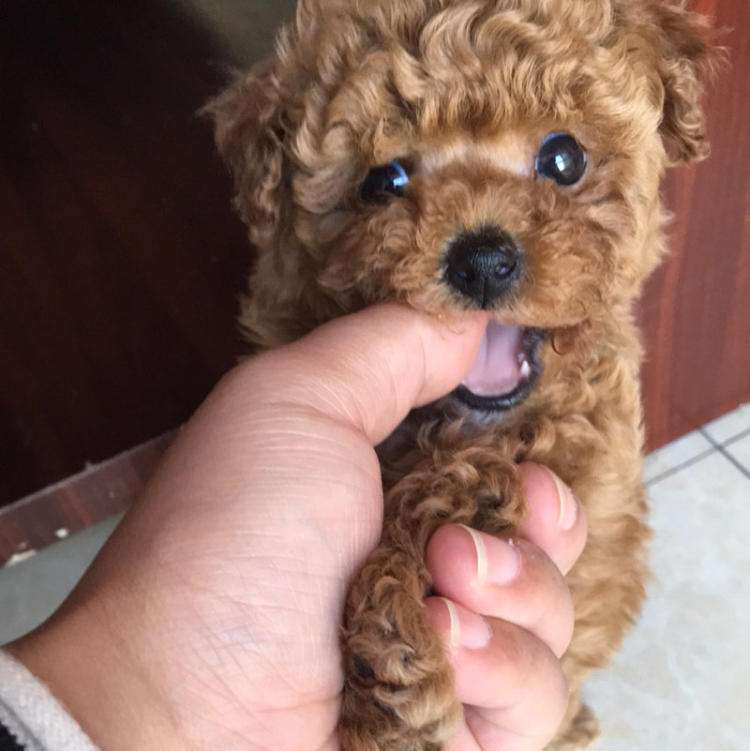 泰迪的饲养方法和注意事项,泰迪一岁喂养注意事项