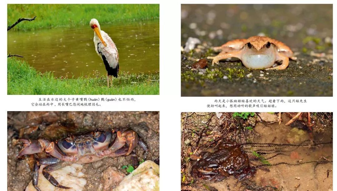 孩子一周的阅读计划,东方娃娃小班绘本阅读