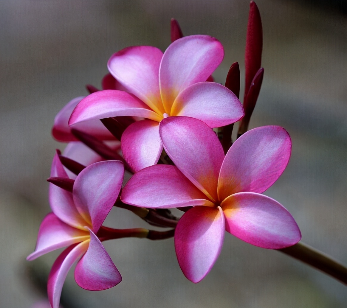 鸡蛋花做什么香水,鸡蛋花怎么可以做香水