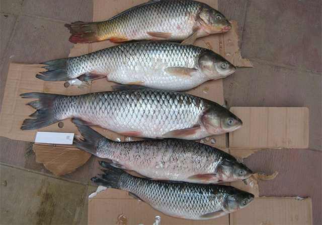 为什么自制的饵料钓不上来,自己做的饵料怎么没有鱼上钩