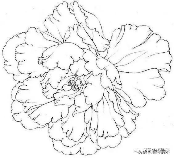 工笔花卉线稿和色稿,花卉白描线稿