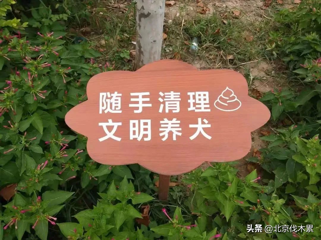 带宠物遛娃好去处,遛娃遛狗一起来