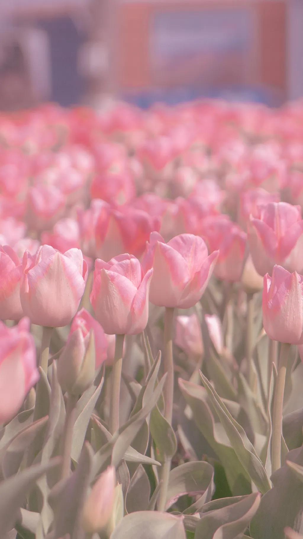 纯紫唯美壁纸,淡紫壁纸高级感