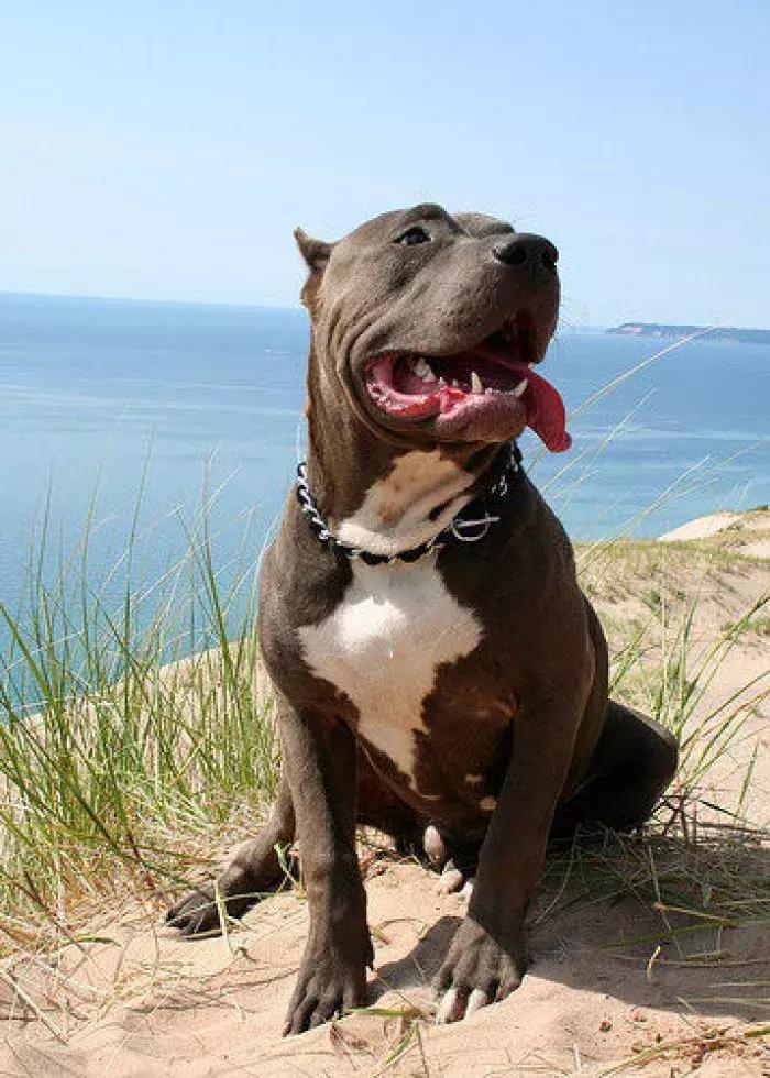 关于猛犬的十个黑话,关于猛犬的十大黑话