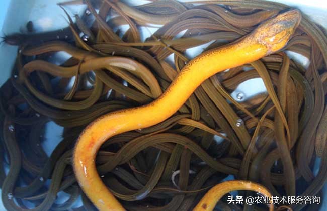 黄鳝养殖技术,黄鳝养殖技术池塘网箱