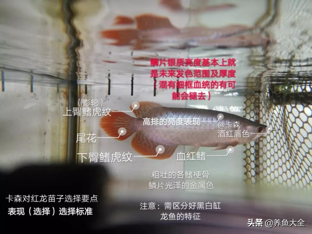 养红龙苗,养红龙如何搭配其他鱼