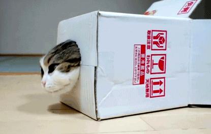 为什么猫咪不愿意睡在纸箱子里,猫咪为什么不睡猫窝要睡床