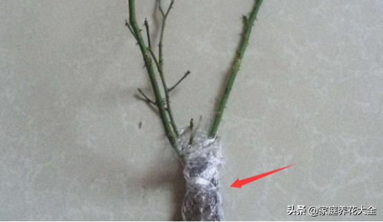 刚买的月季苗如何种植,买回来的月季苗怎样上盆