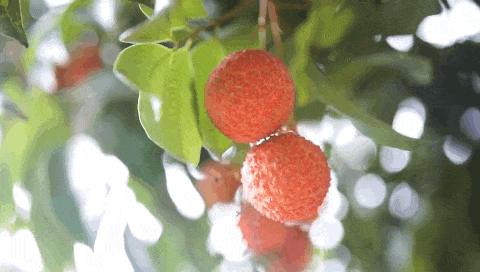 吃完这桌荔枝菜，我明白了荔枝圈的隐形鄙视链