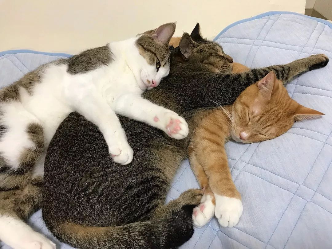 猫咪喜欢睡在你旁边说明什么,猫咪喜欢睡在主人身边什么意思