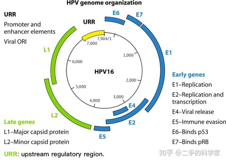 人乳头瘤病毒E6/E7mRNA与宫颈病变关系的研究进展
