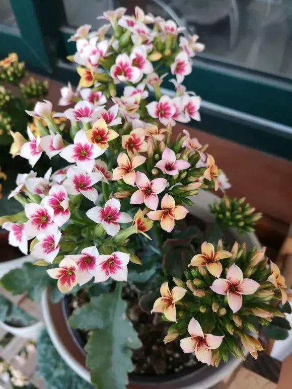 给人养殖什么花适合家养,什么花最好养又适合长期喝