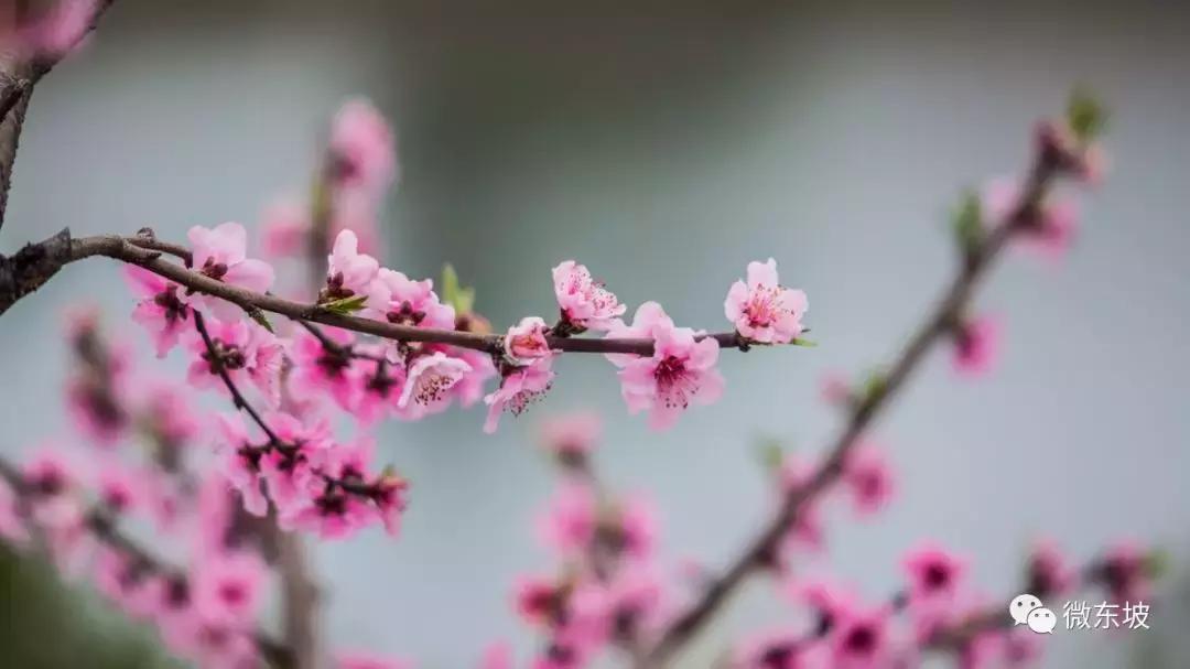 花开十五载,花开十五载筑梦新未来