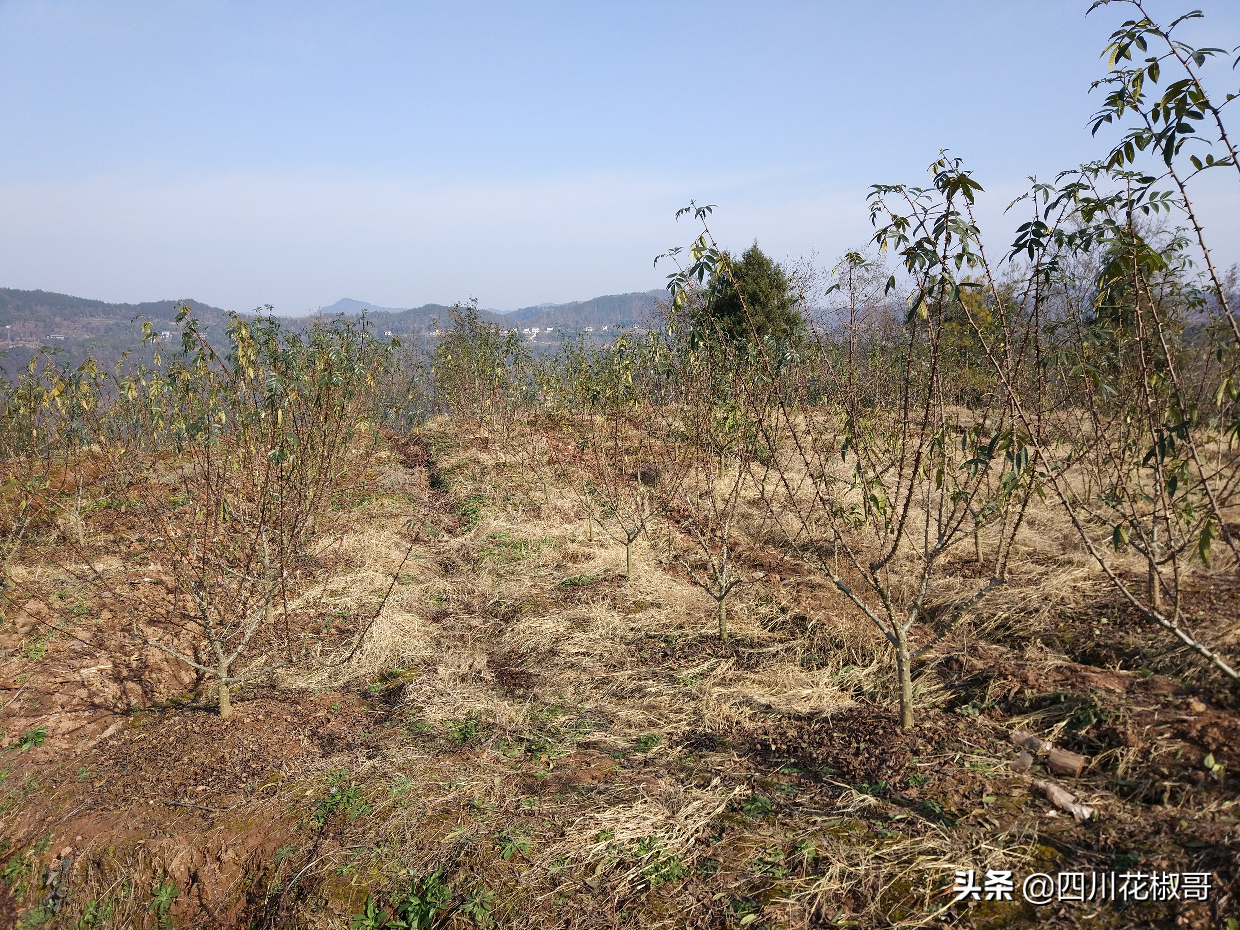 花椒锈病打什么药好得快,花椒锈病