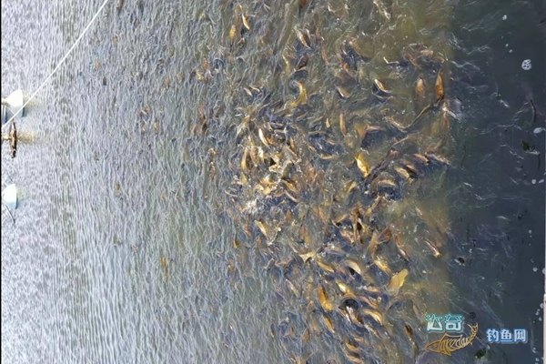 鱼缺氧起浮可以打浮吗,鱼缺氧上浮应该怎么钓