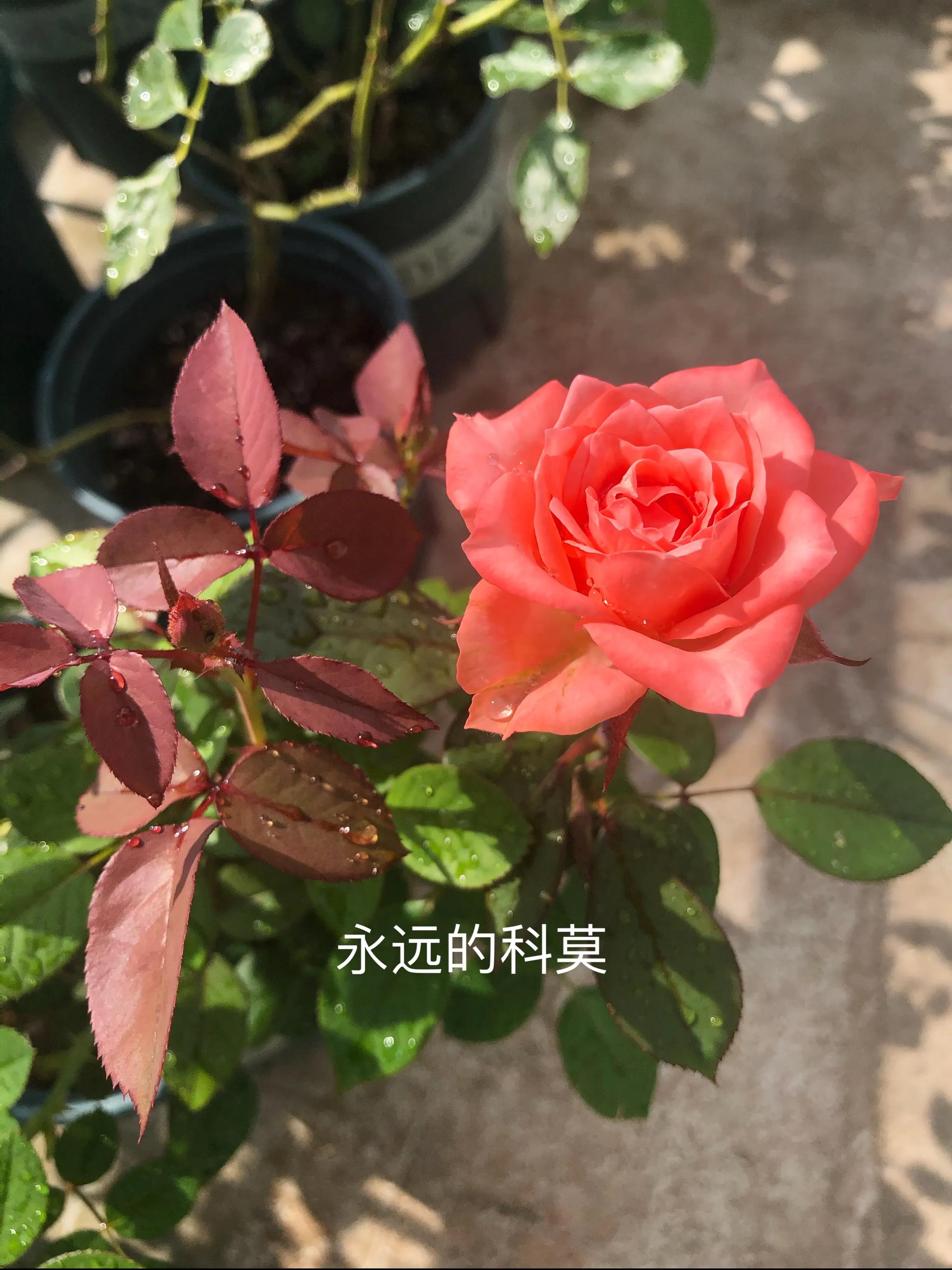 耐晒的藤本月季哪个品种好,哪些月季不适合广东