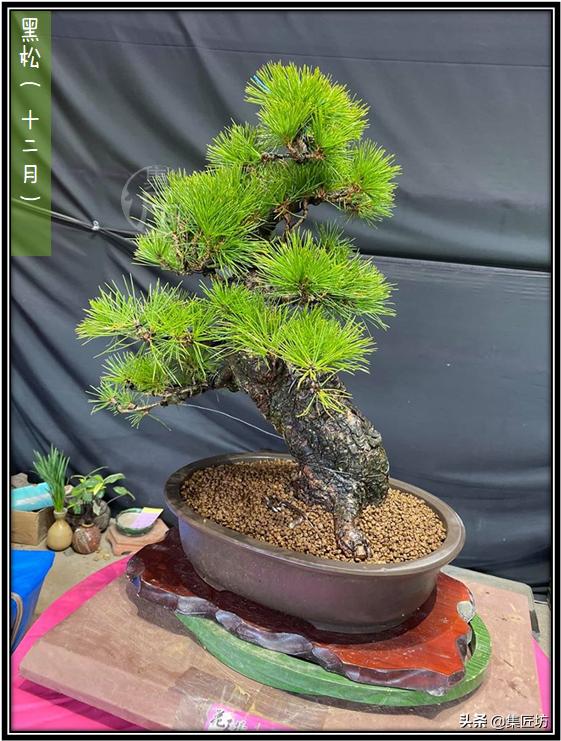 盆景松树移栽后是否剪掉芽,松树盆景修剪