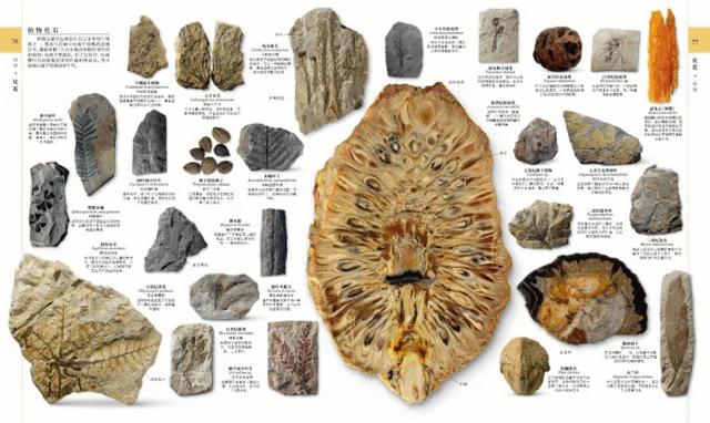 值得孩子看的4本经典绘本,3-6岁必看十本绘本清单