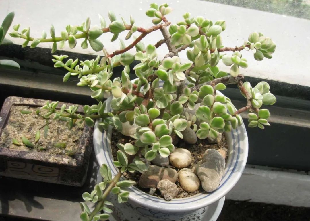 雅乐之舞多肉怎么开花,雅乐之舞多肉怎么才会开花