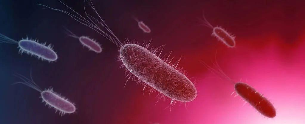 美国科研团队发现巨大细菌,美国科学家研究微生物技术