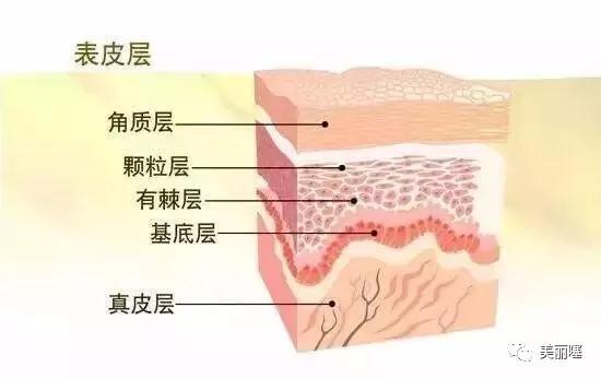 水乳霜精华正确的用法,水乳霜精华的正确涂抹顺序